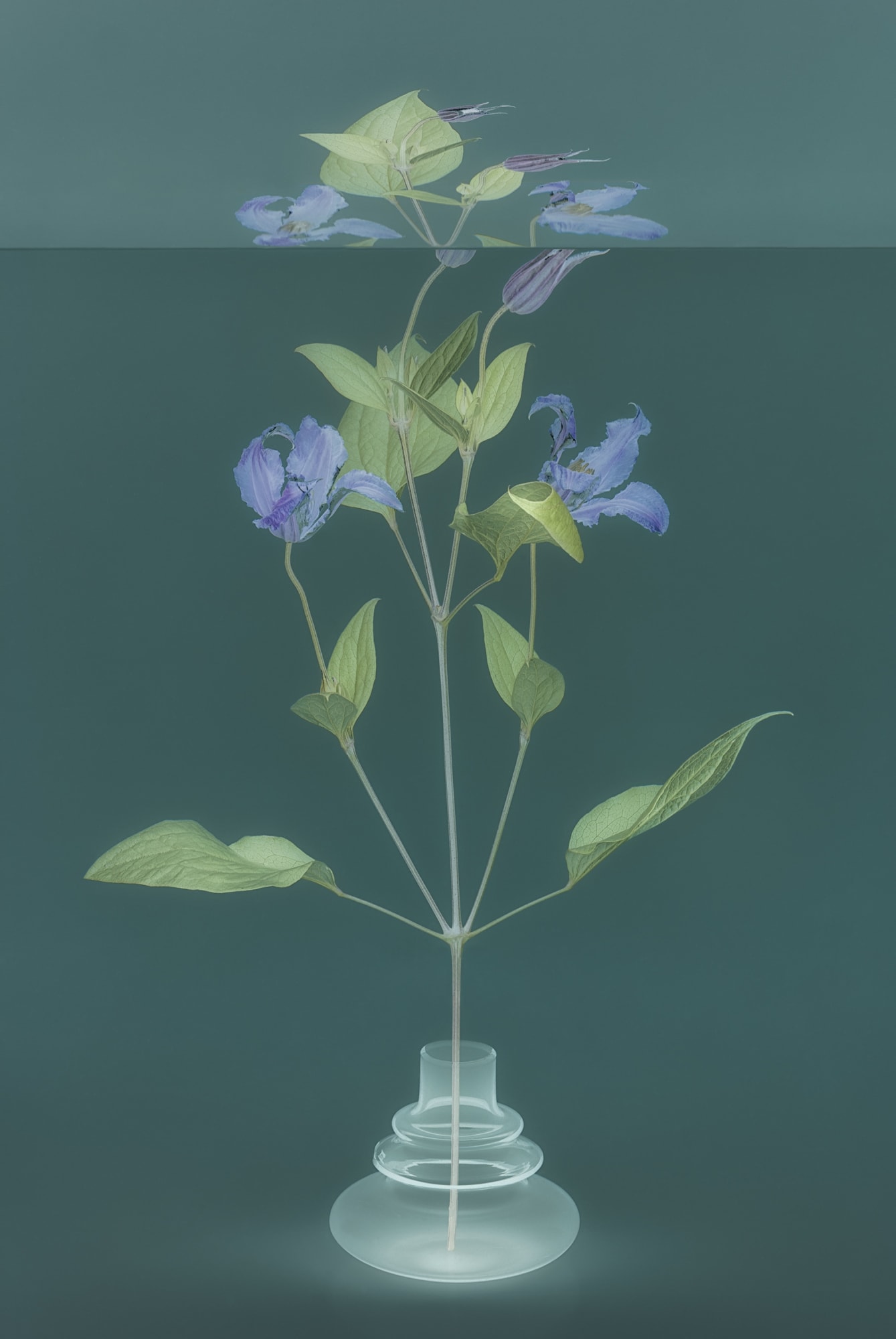Danielle Kwaaitaal, Mirage Series - Clematis, 2024