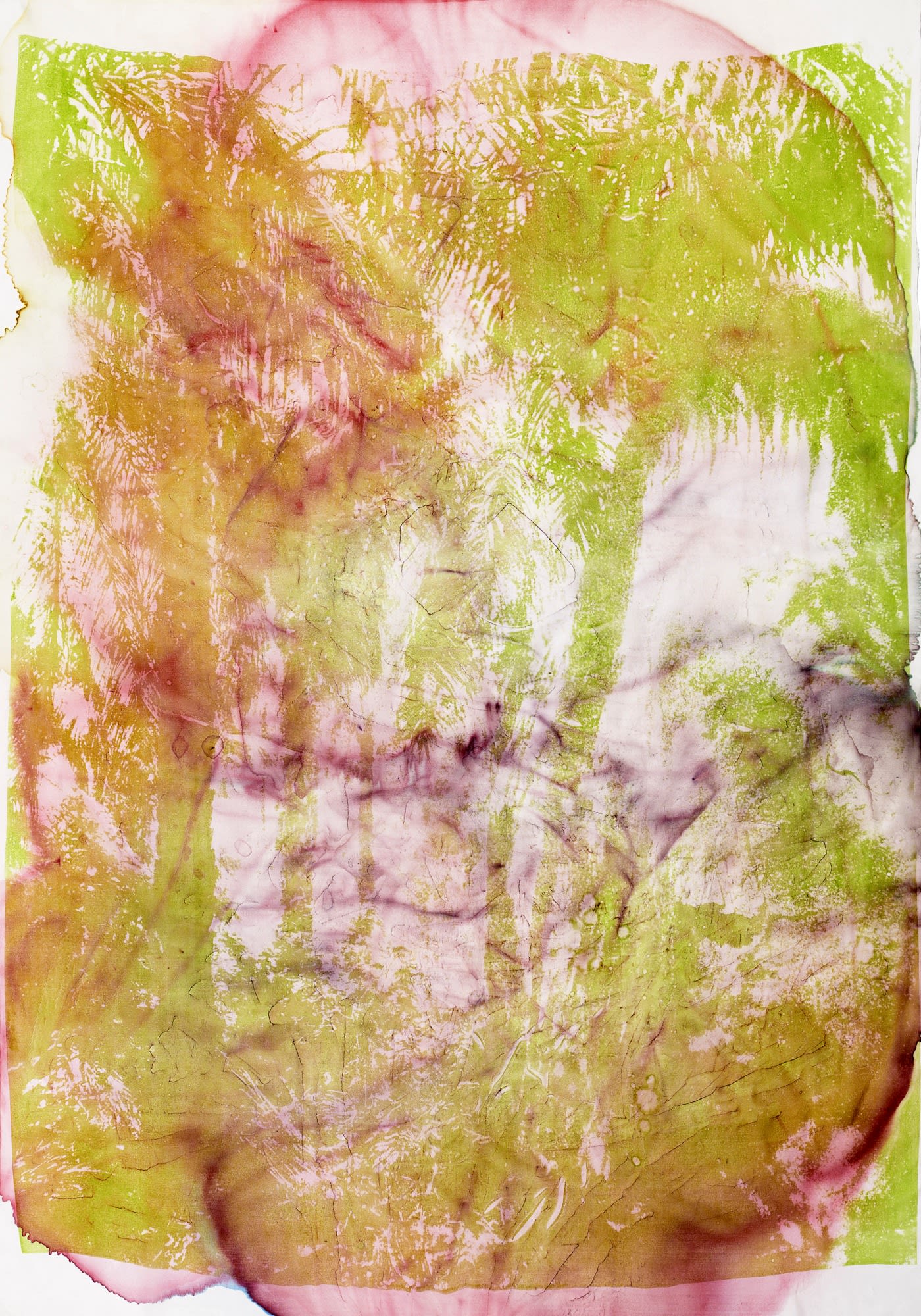 Douglas Mandry, Untitled (Palms), from the series Les Archives de la Planète, 2025