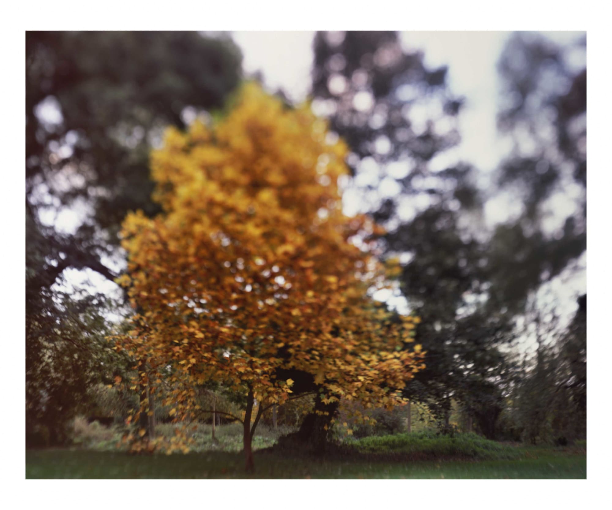 Steve Macleod, This veneer, this disguise, 2009