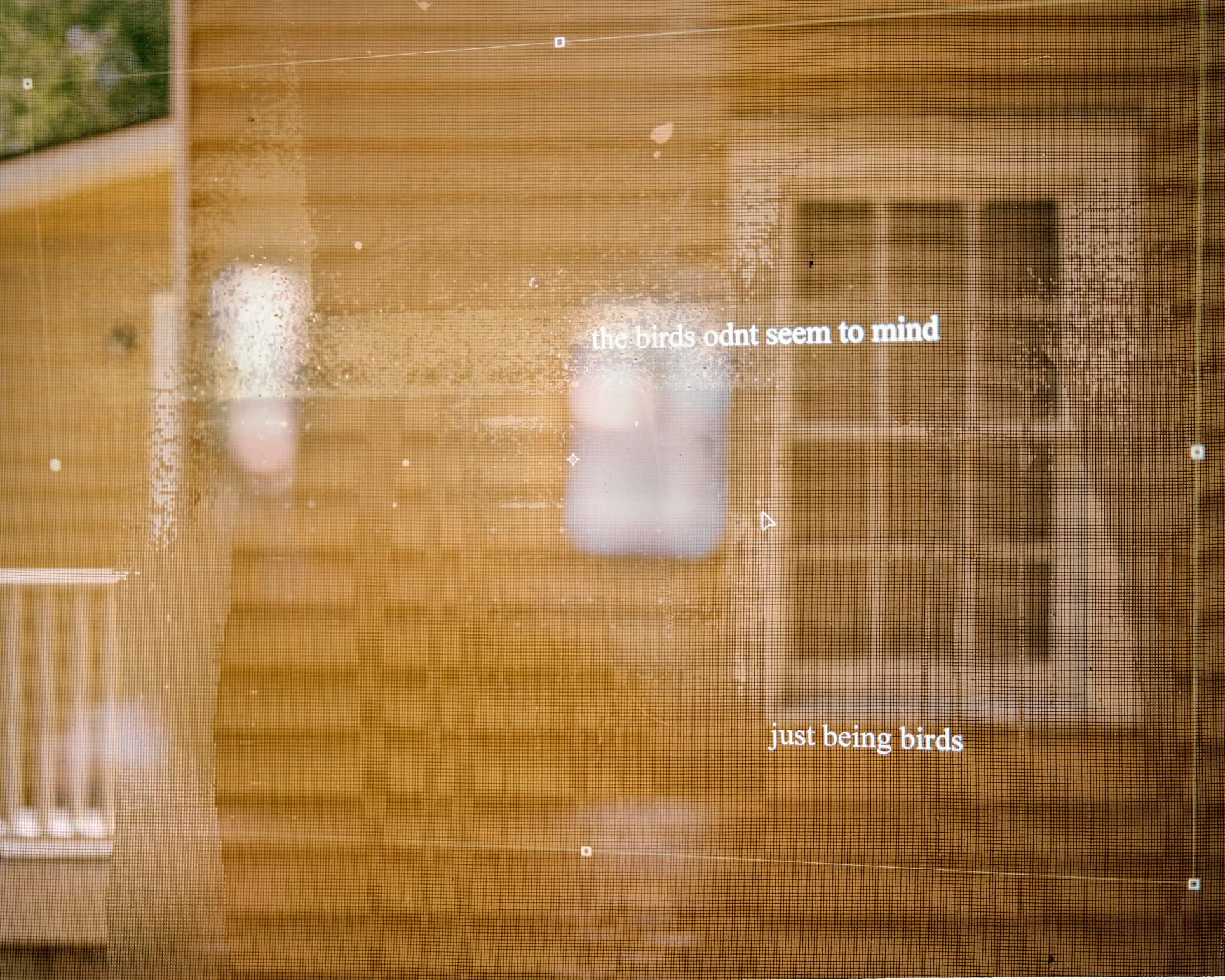 Julia Wilson, The Birds, 2016