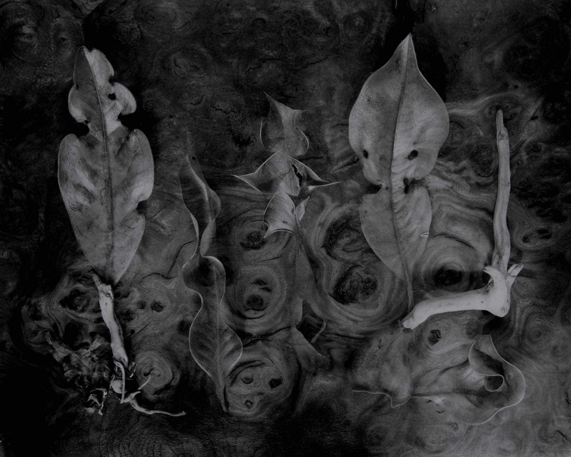 John Blakemore, The Botanical Theatre, 2003