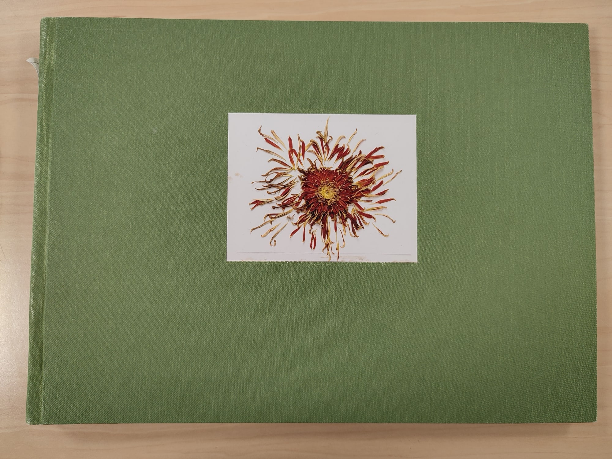 John Blakemore, A year of Flowers 2013 - October, 2013