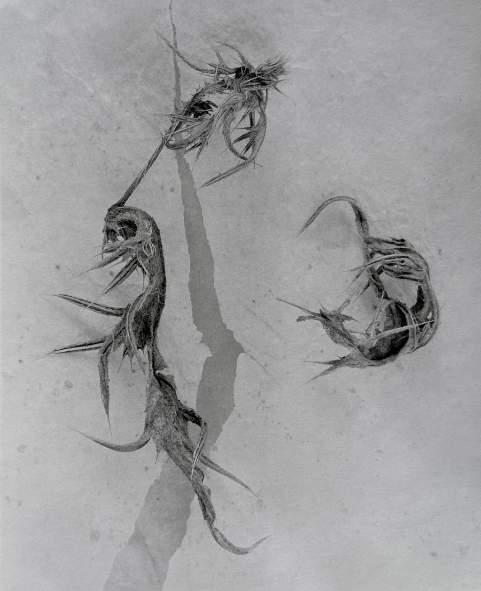 John Blakemore, from Thistle Series, 1981