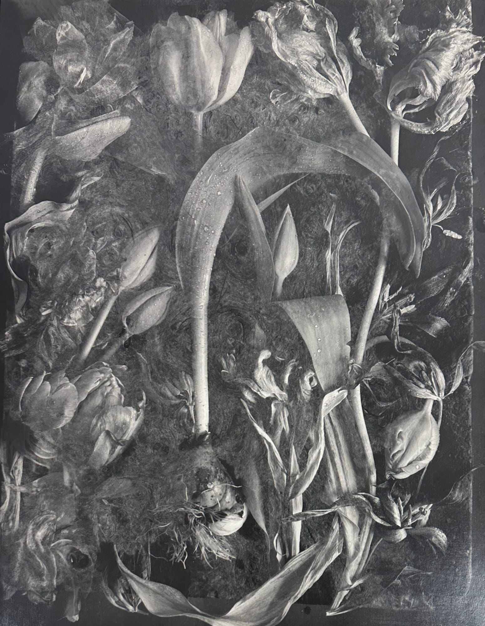 John Blakemore, Tulipa - The Generations' No. 15, 1994