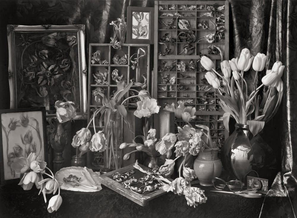 John Blakemore, Tulipomania No. 2, 1994