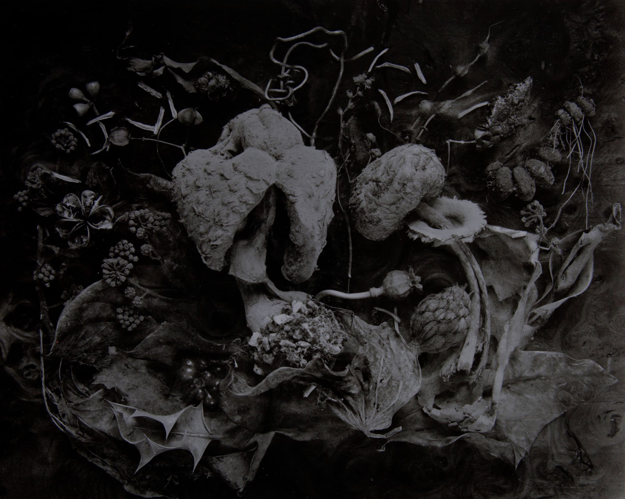 John Blakemore, The Botanical Theatre, 2003