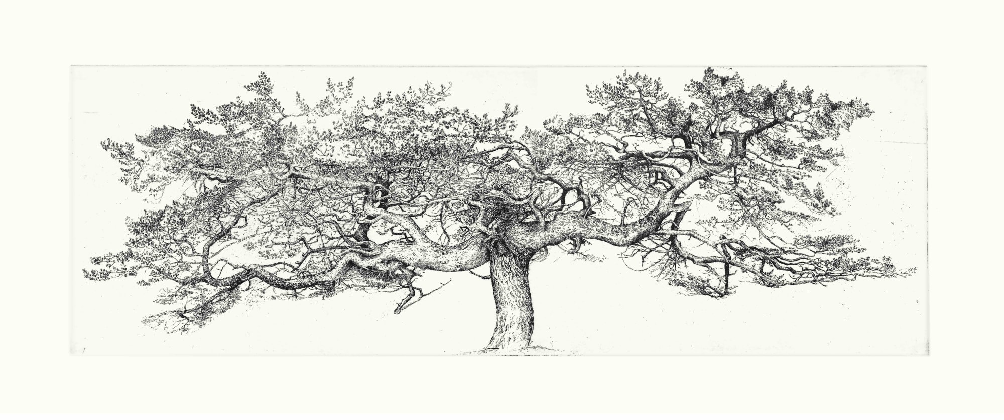 Ian Westacott, Ardshave - Alasdair’s Pine, 2020