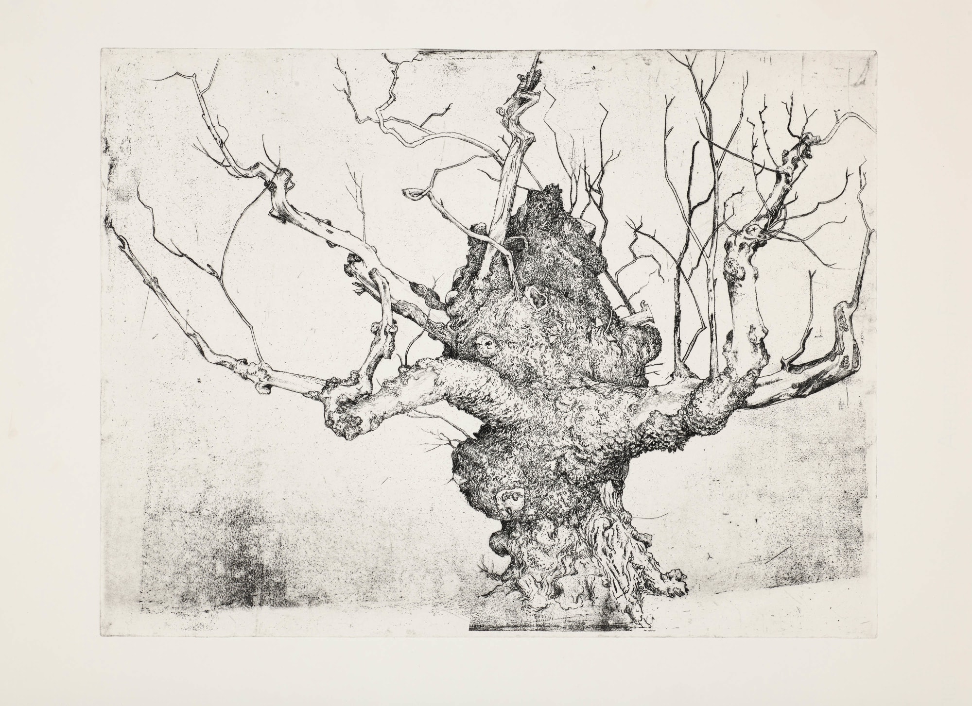 Ian Westacott, Beauly Elm - Eastside - Beauly Priory, 2022