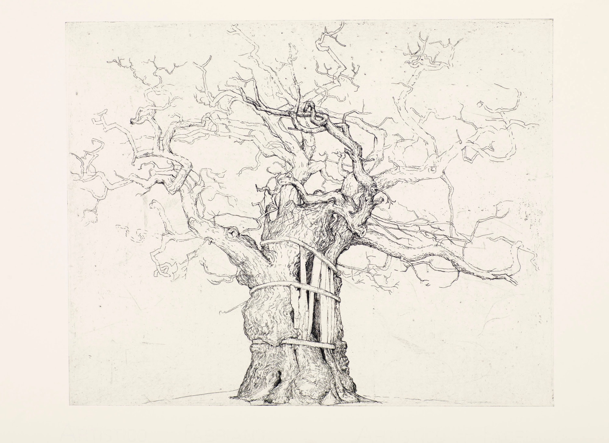 Ian Westacott, Balforn Punishment Oak II