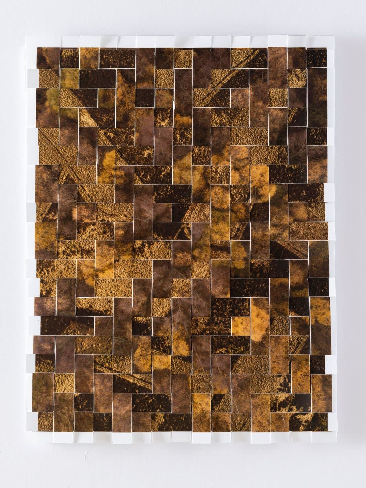 Kieran Dodds, Muirburn, Birchwood Study (Chevron), 2023