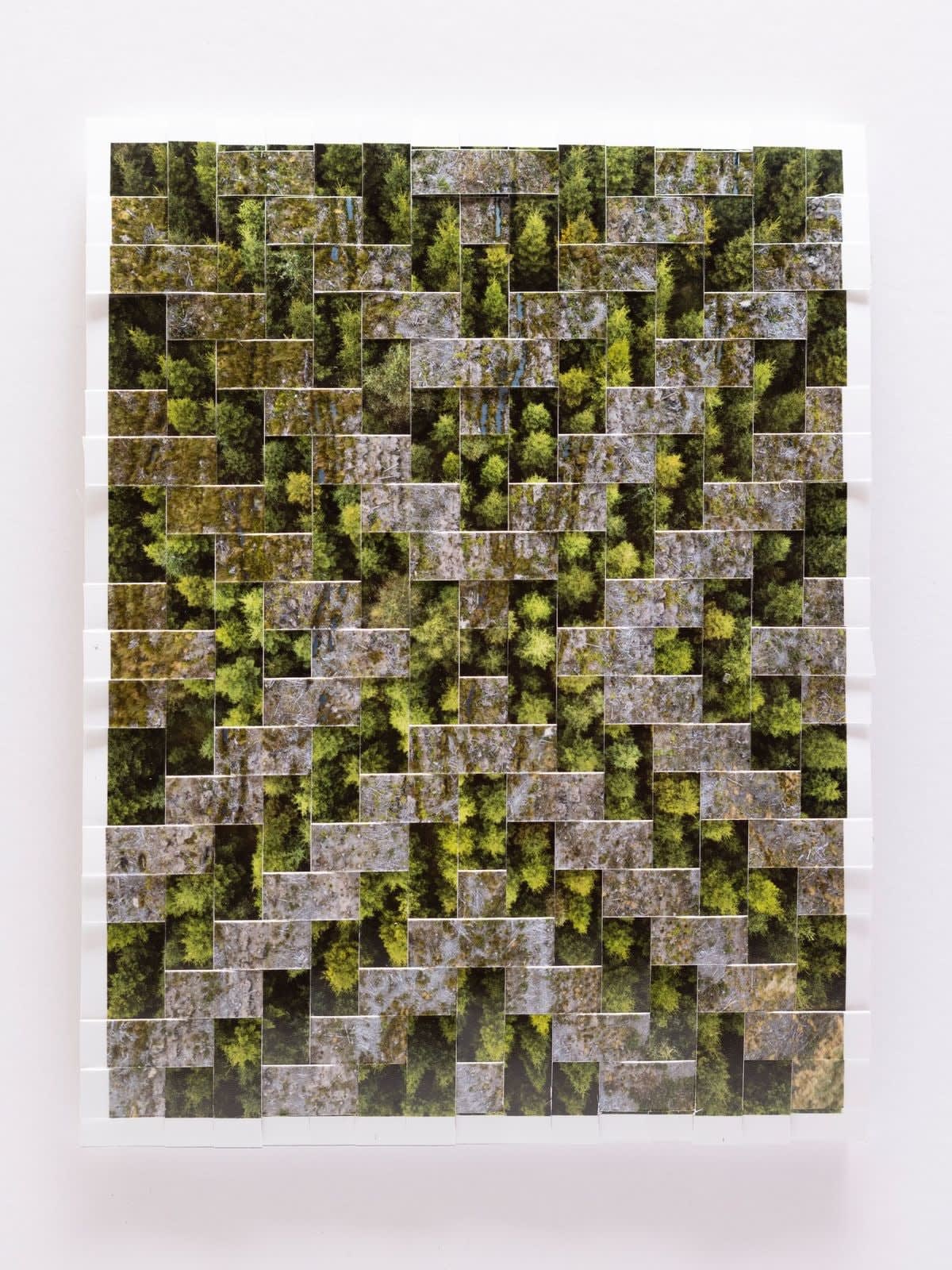 Kieran Dodds, Lamancha Plantation, Cleared Study (Saltire), 2023