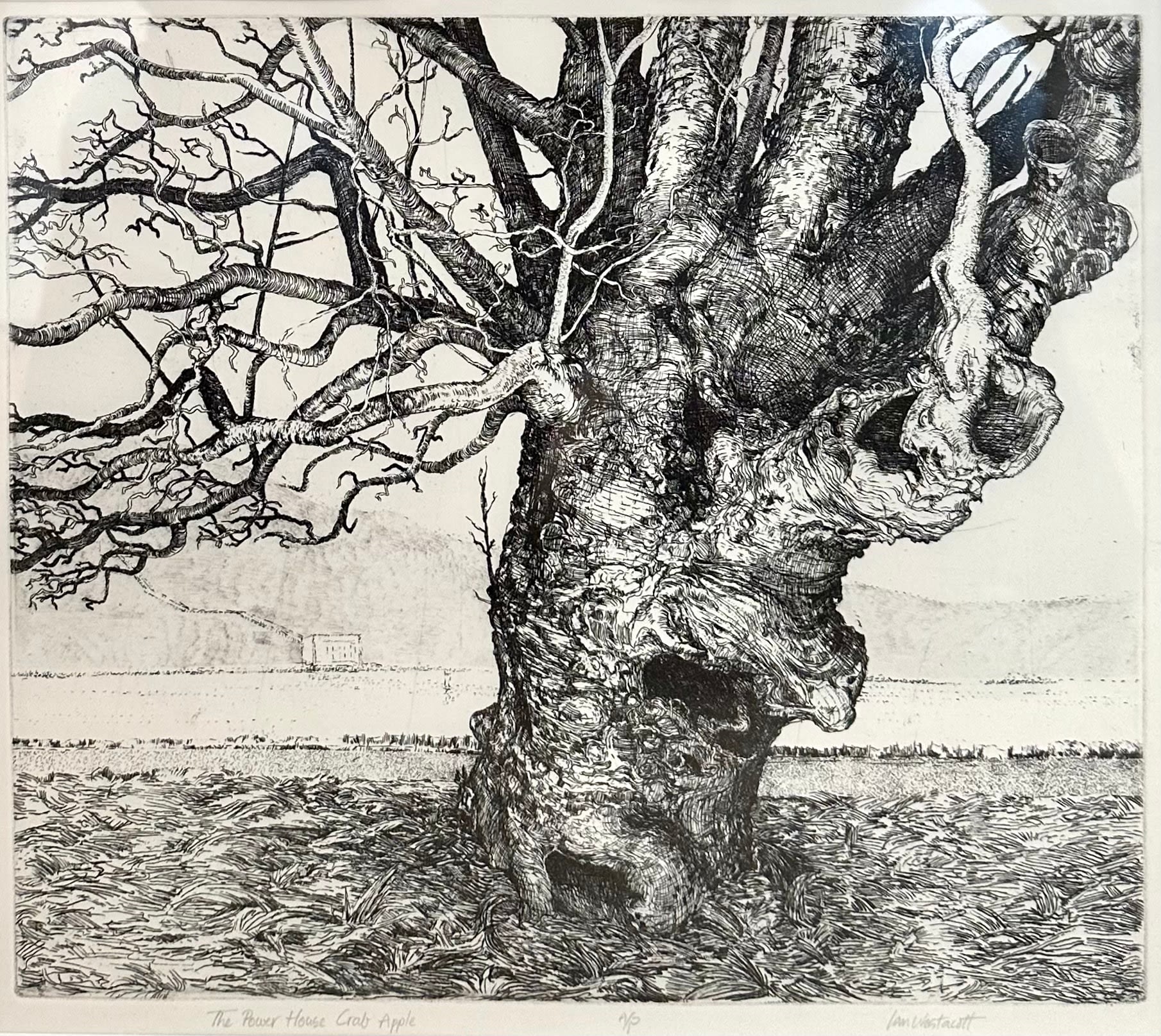 Ian Westacott, The Powerhouse Crab Apple