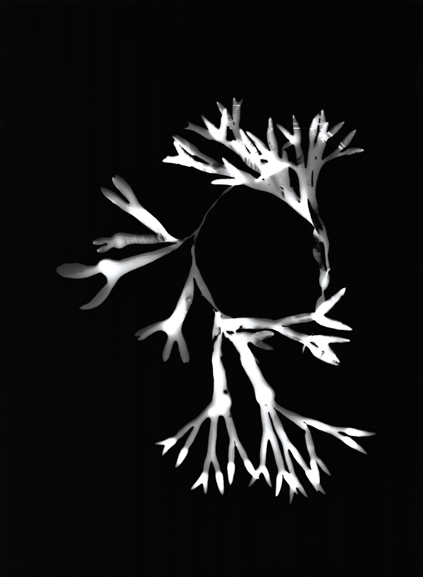Rebecca Marr, Paddy Tang Circle, Bladder Wrack, Fucus Vesiculosus, 2023