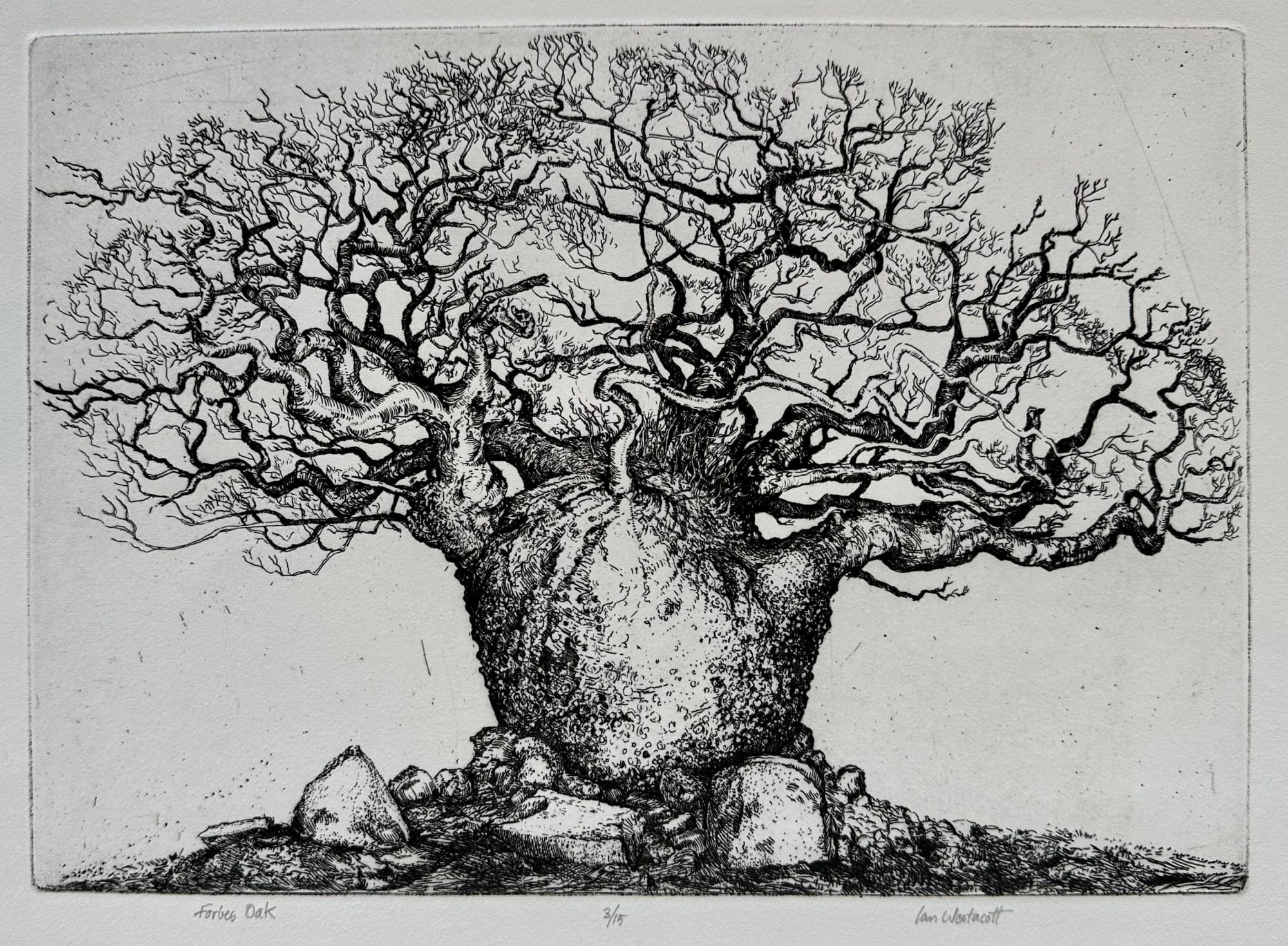 Ian Westacott, Forbes Oak