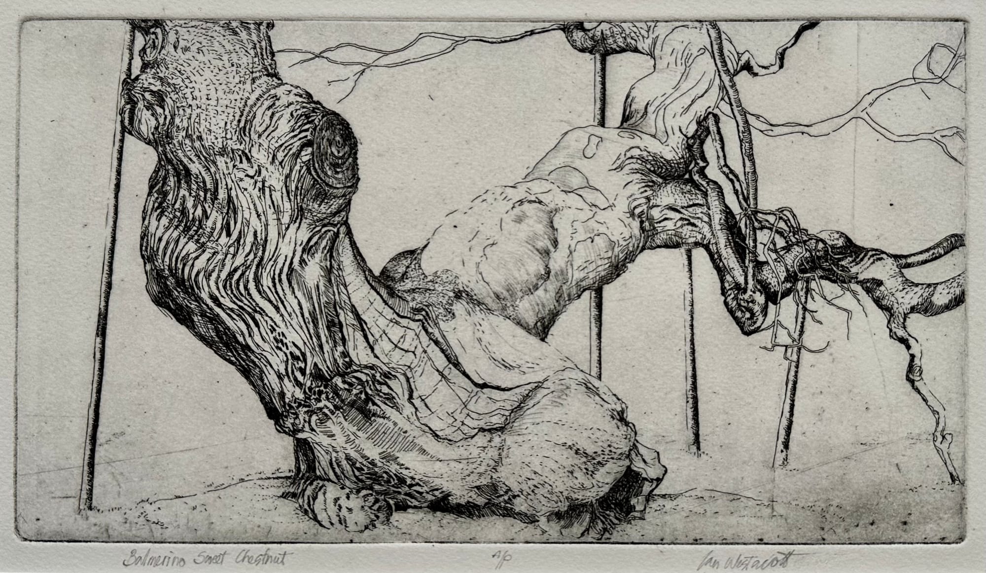 Ian Westacott, Balmerino Sweet Chestnut