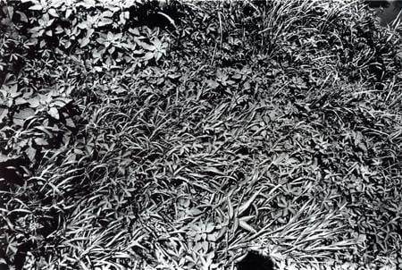 Daido Moriyama, How to Create a Beautiful Picture 12: Summer Grass, 1987