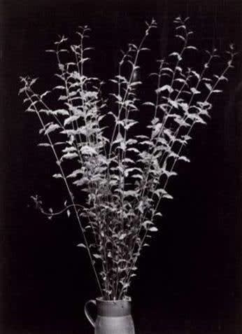 Constantin Brâncuși, Branches dans une cruche, 1933-1934