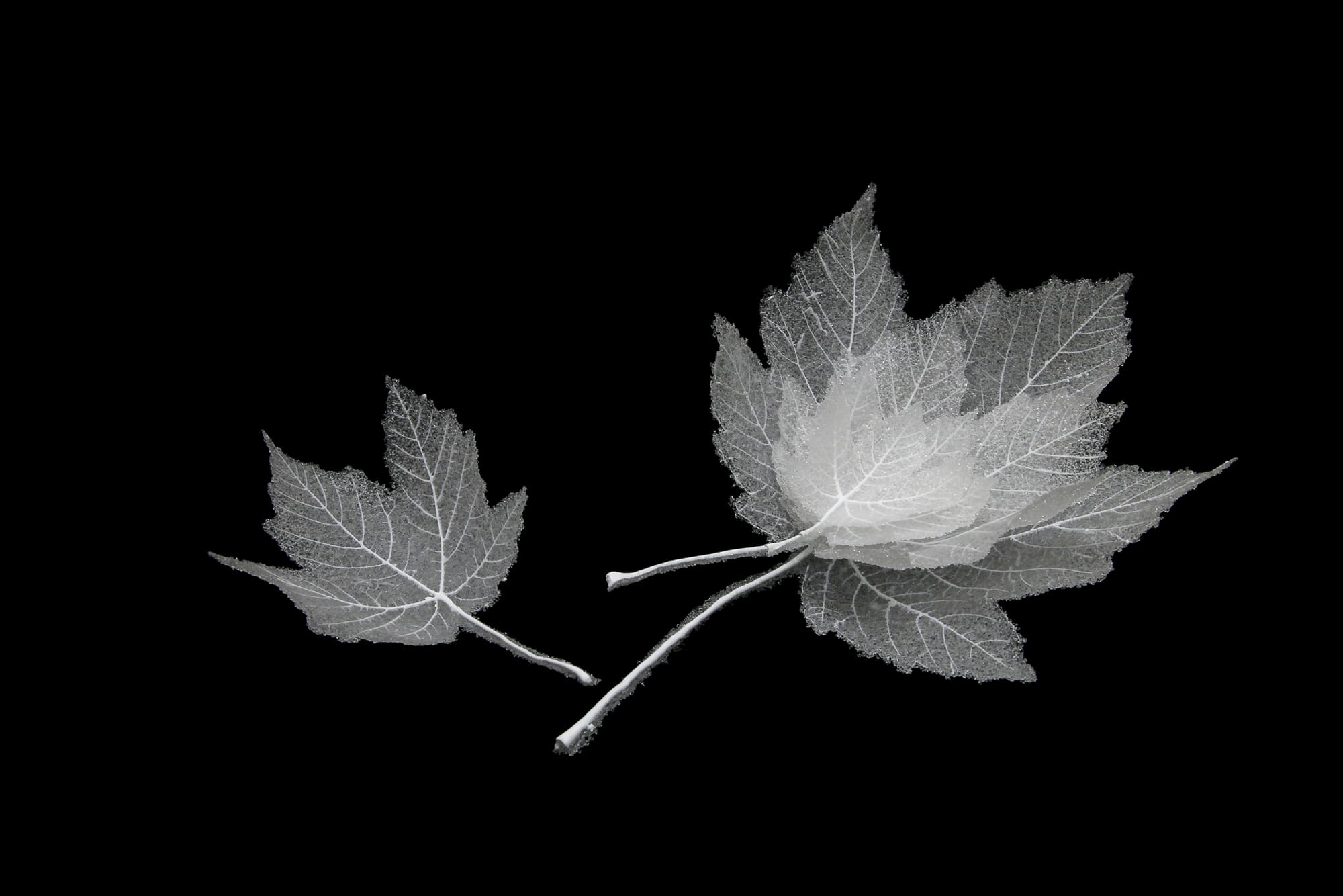 Anne Petters, Leaves, 2019