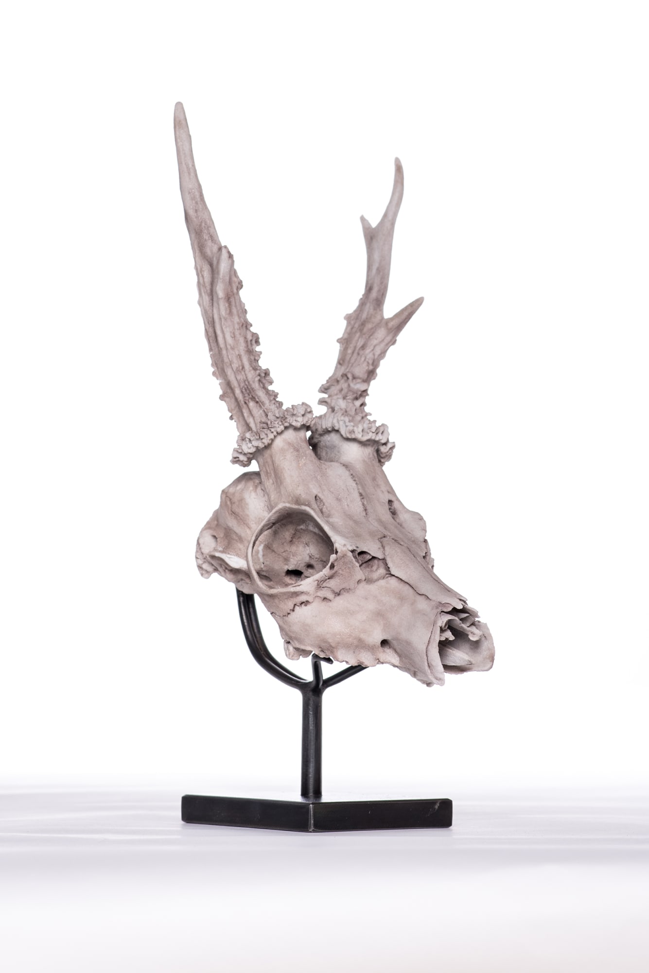 Evelyn Gottschall Baker, Red Deer Skull, 2019