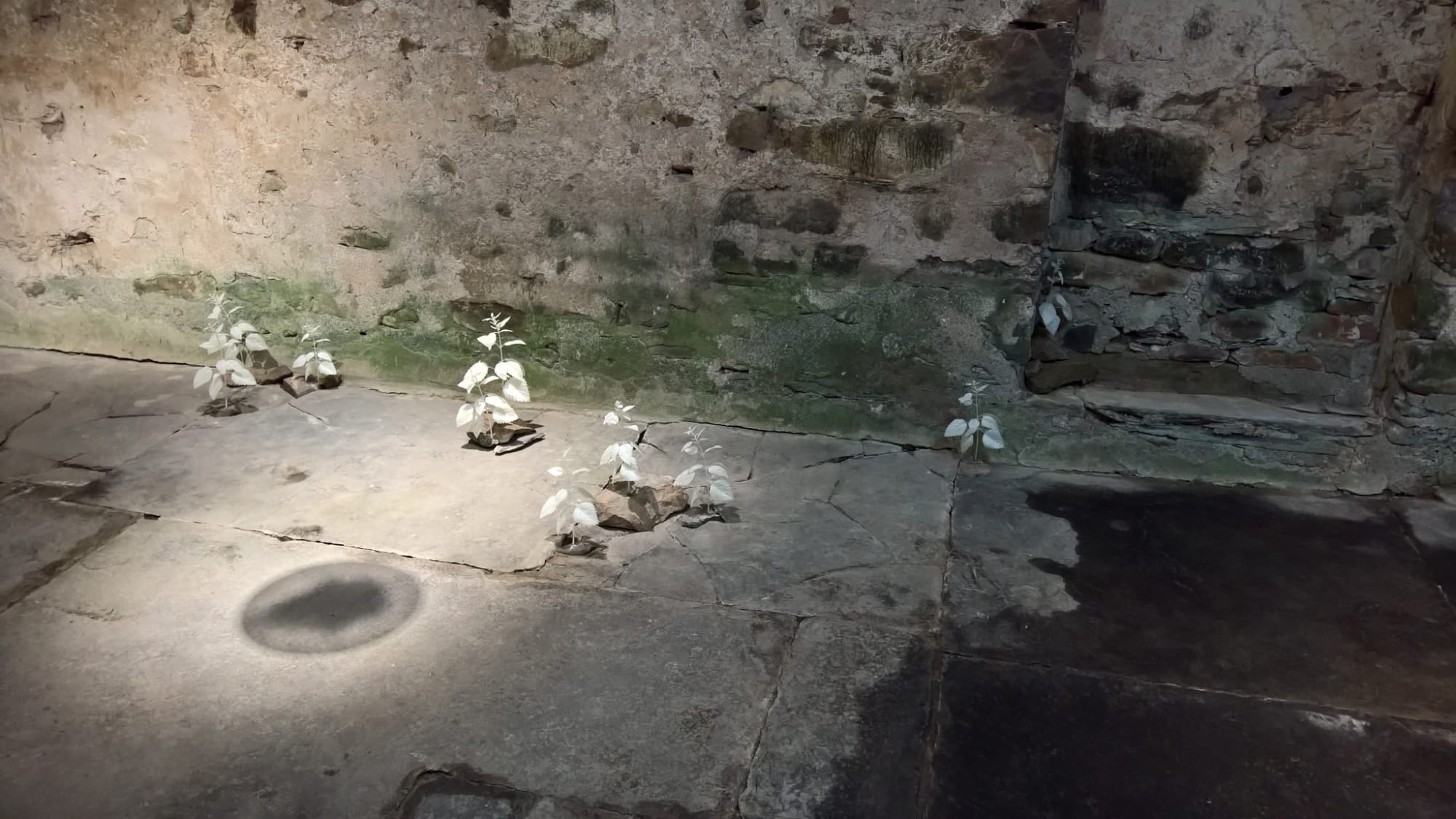 Emily Nachison, Ghost Path (Nettles), 2016