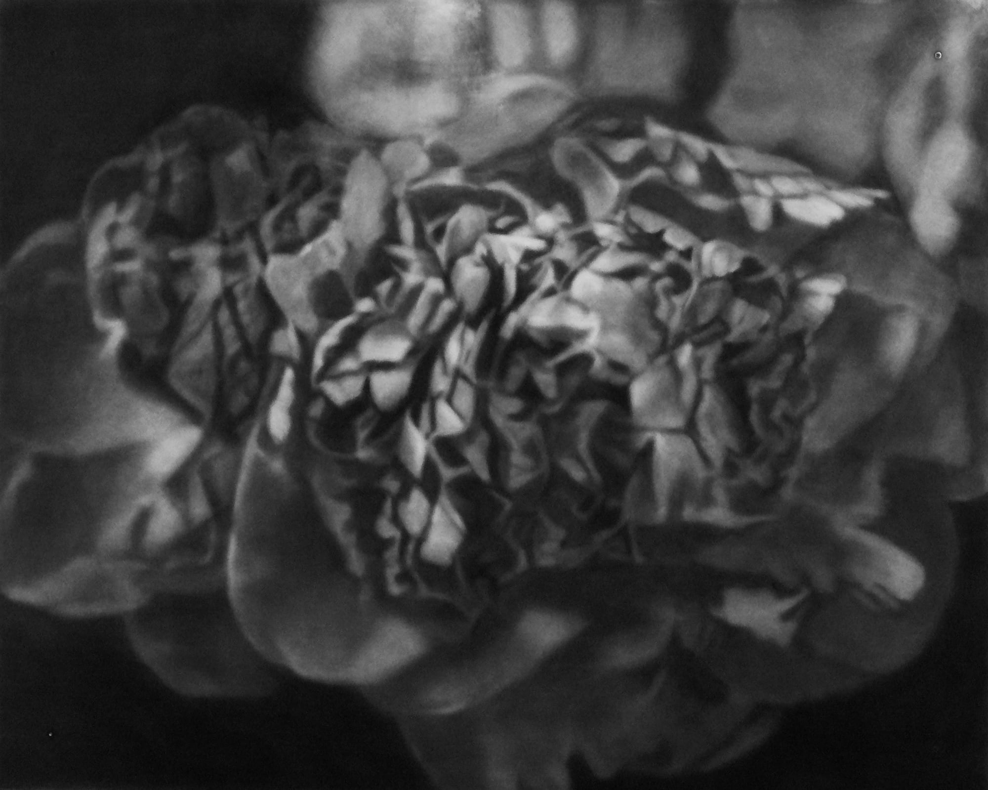 Sarah Leahy, Dark Peony, 2006