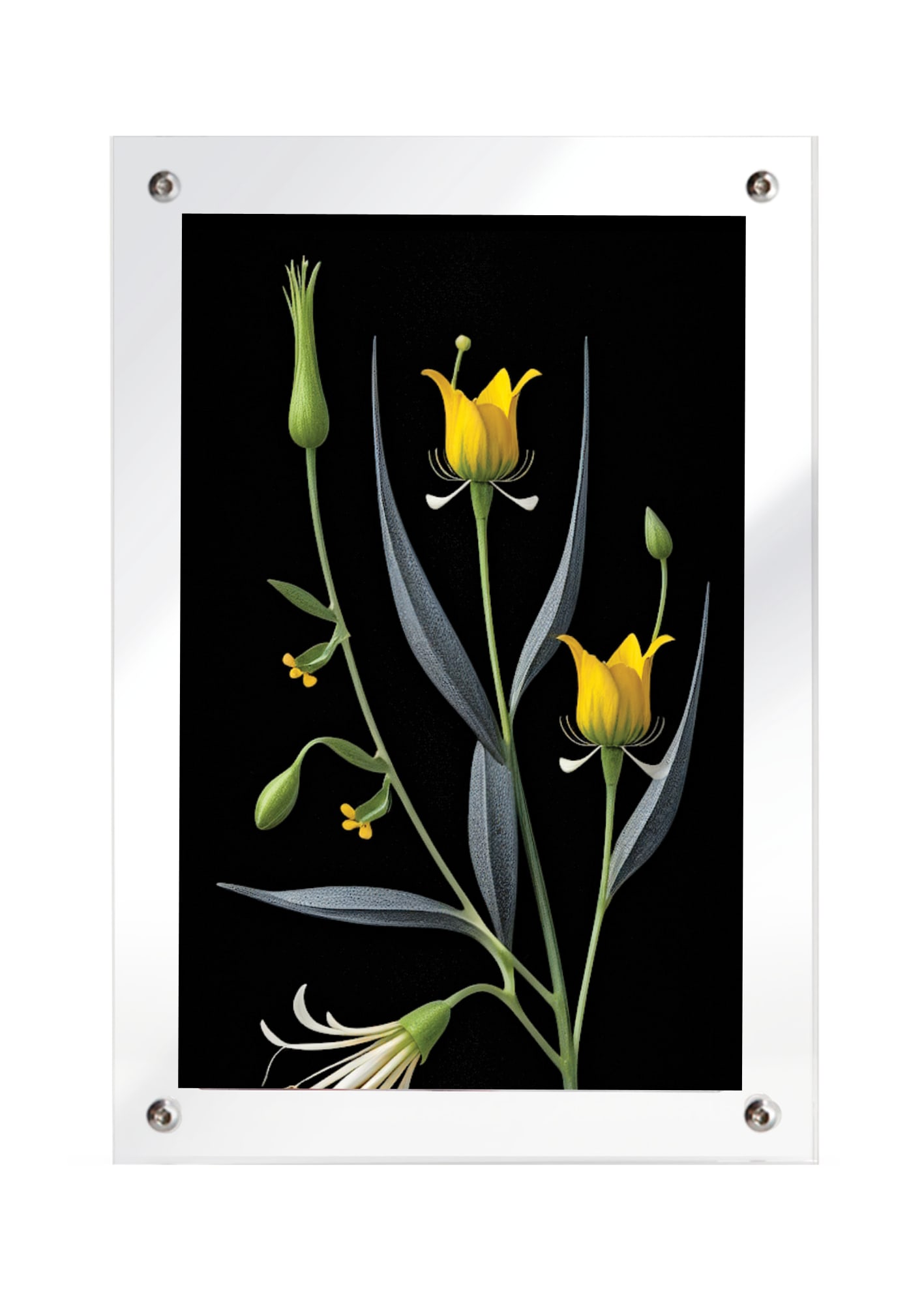 Gabriel Barcia-Colombo, Natural Selection, Plant 2, 2024