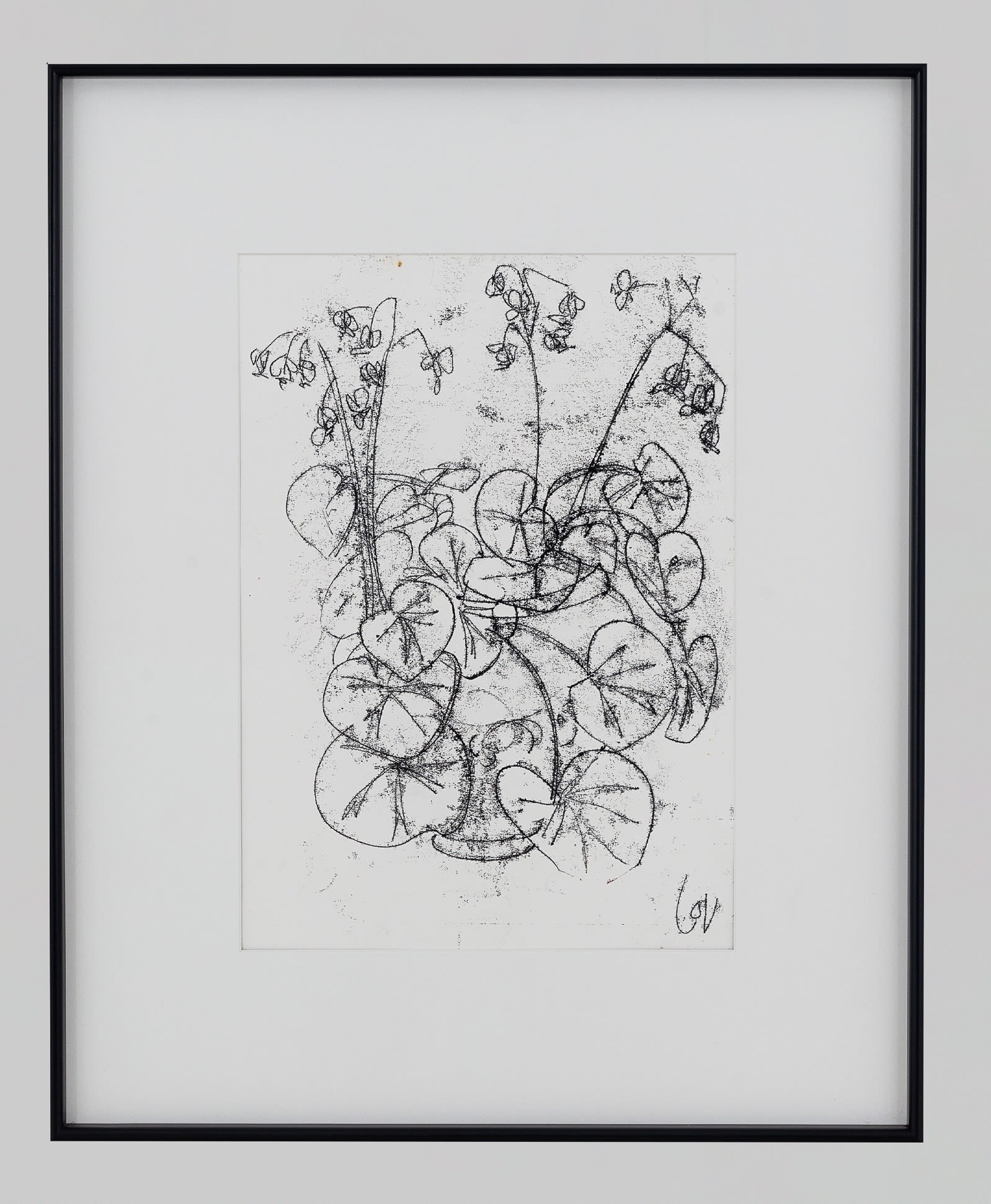 Louise Almon, Begonia black and white, 2024