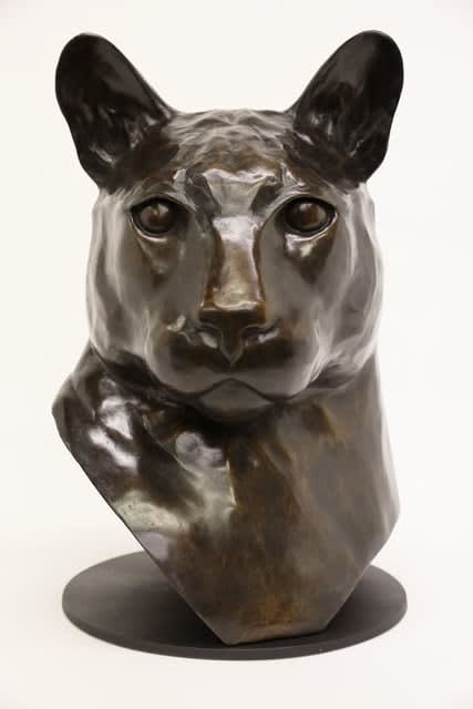 Daniel Murray, Head, “Cougar”