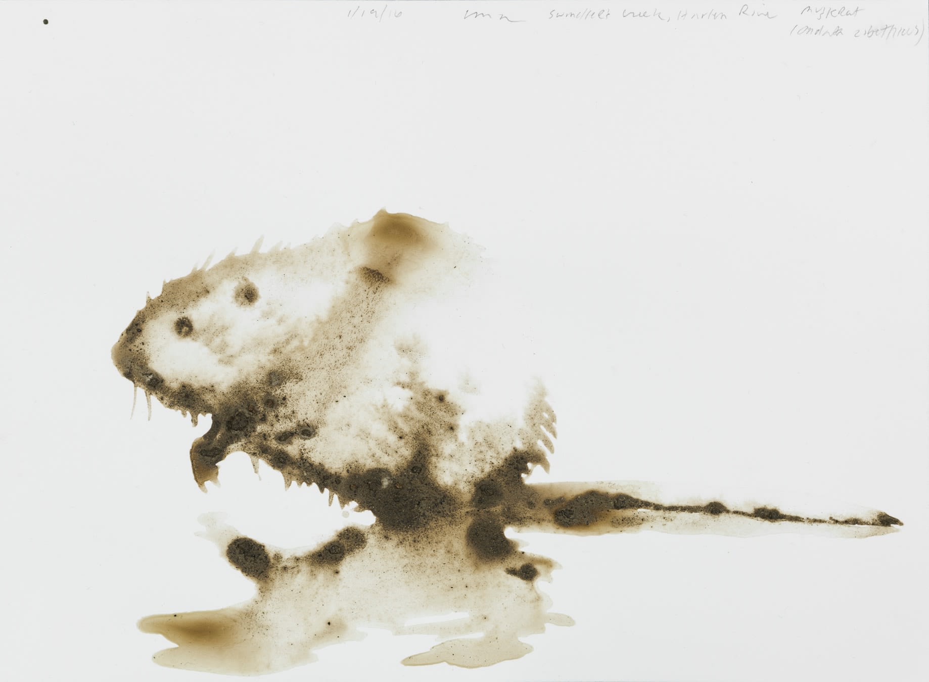 Alexis Rockman, Muskrat, (Ondatra zibethicus)