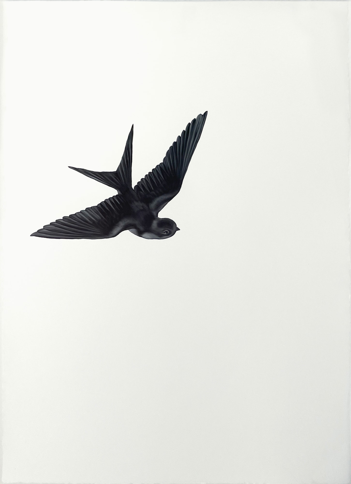 Shelley Reed, Swallow 1 (after Menaboni), 2022