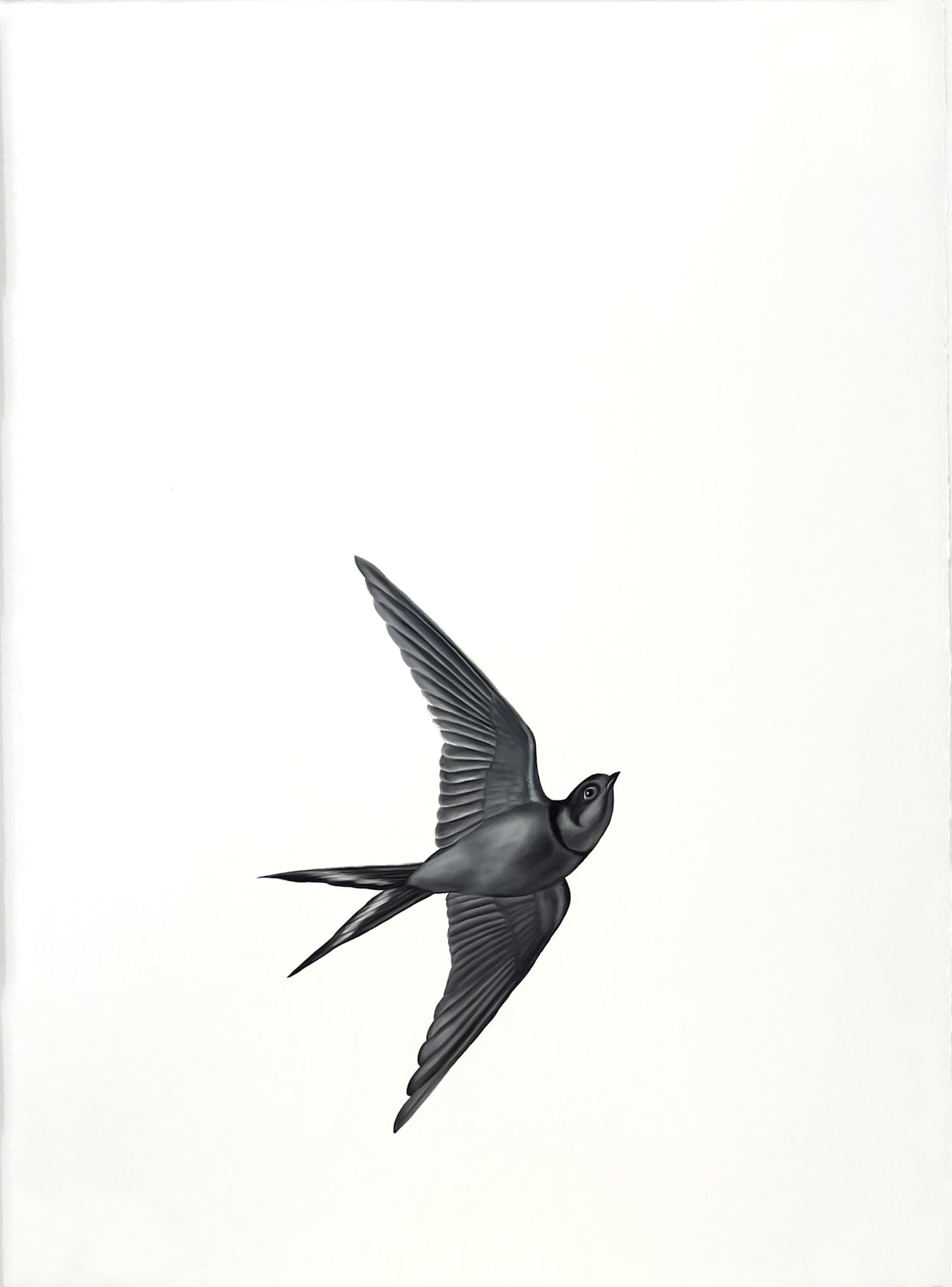 Shelley Reed, Swallow 2(after Menaboni), 2022