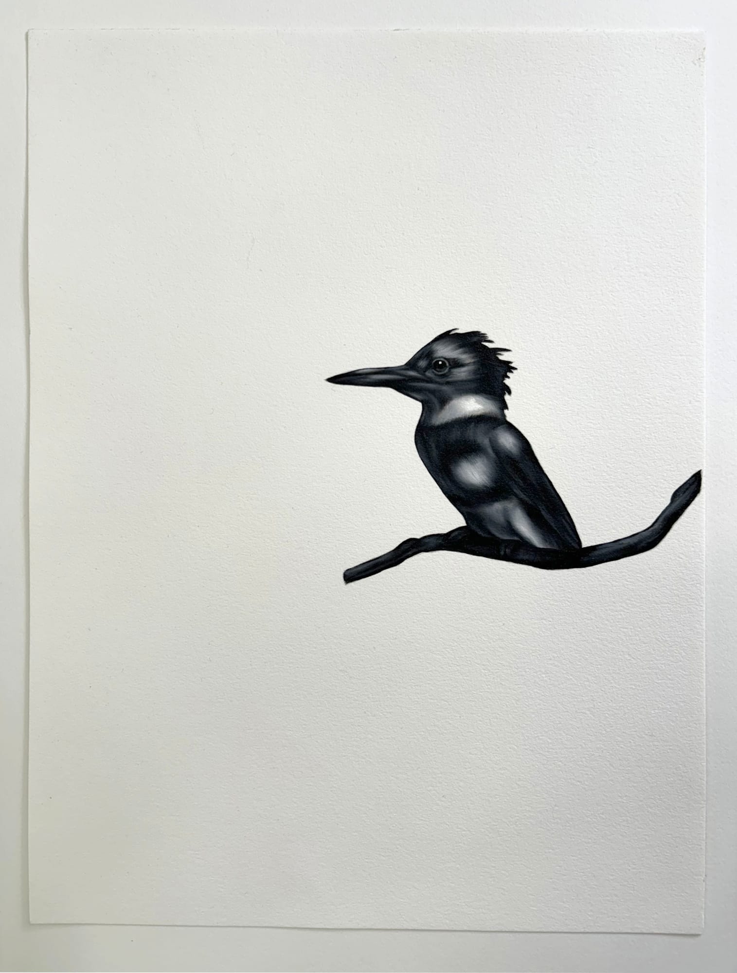 Shelley Reed, Kingfisher, 2024