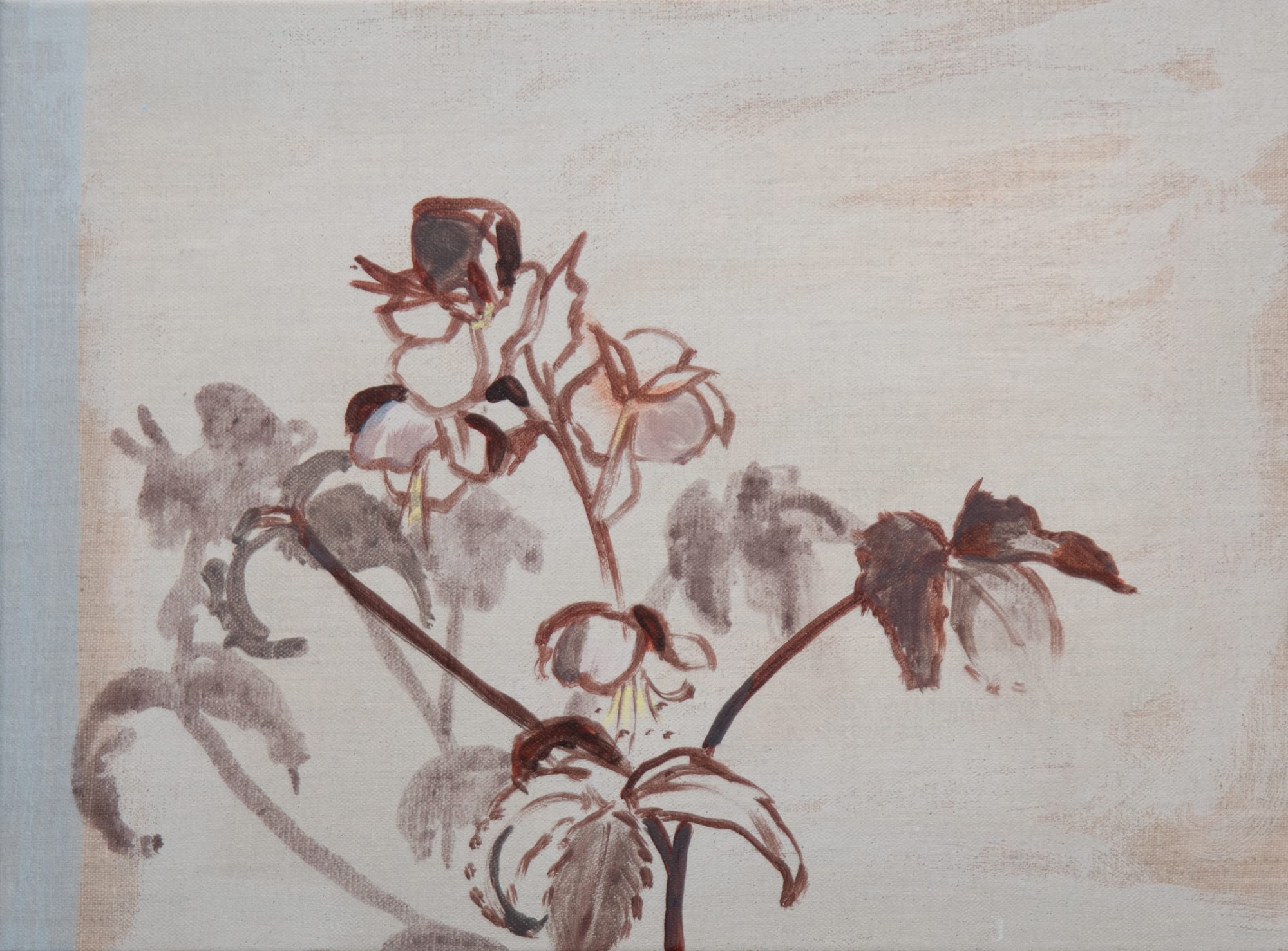 Sue Hunt, Hellebore Study in Winter Light
