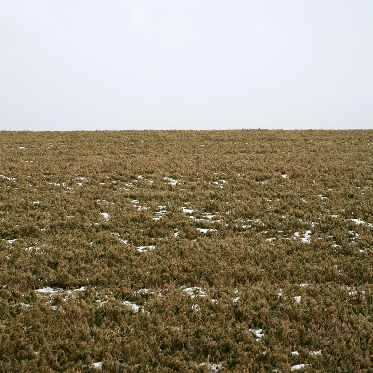 Grace Clark, Sweet Fields IX, 2020