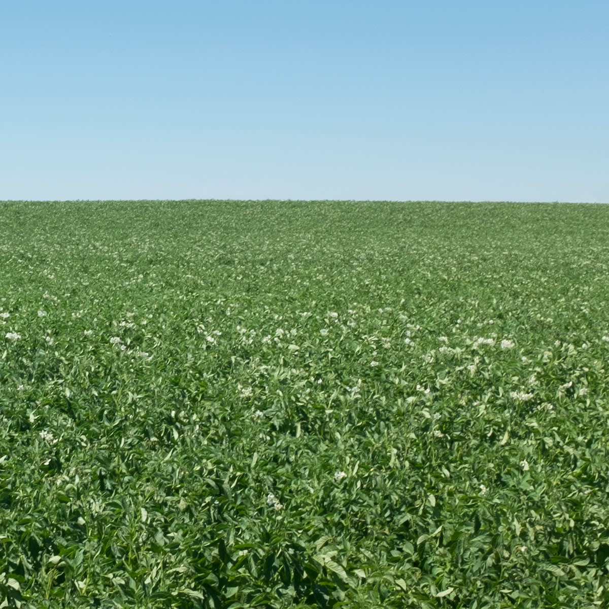 Grace Clark, Sweet Fields II, 2020