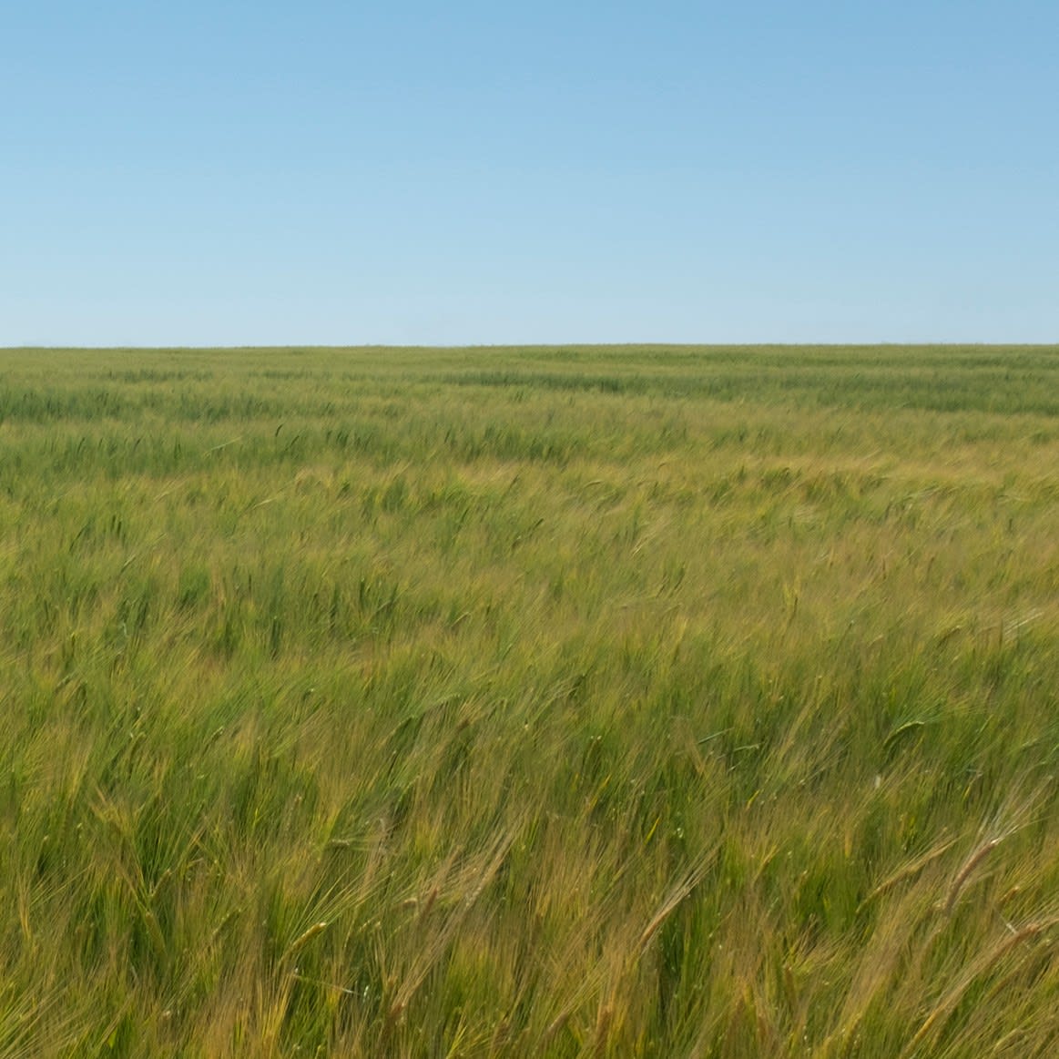 Grace Clark, Sweet Fields I, 2020