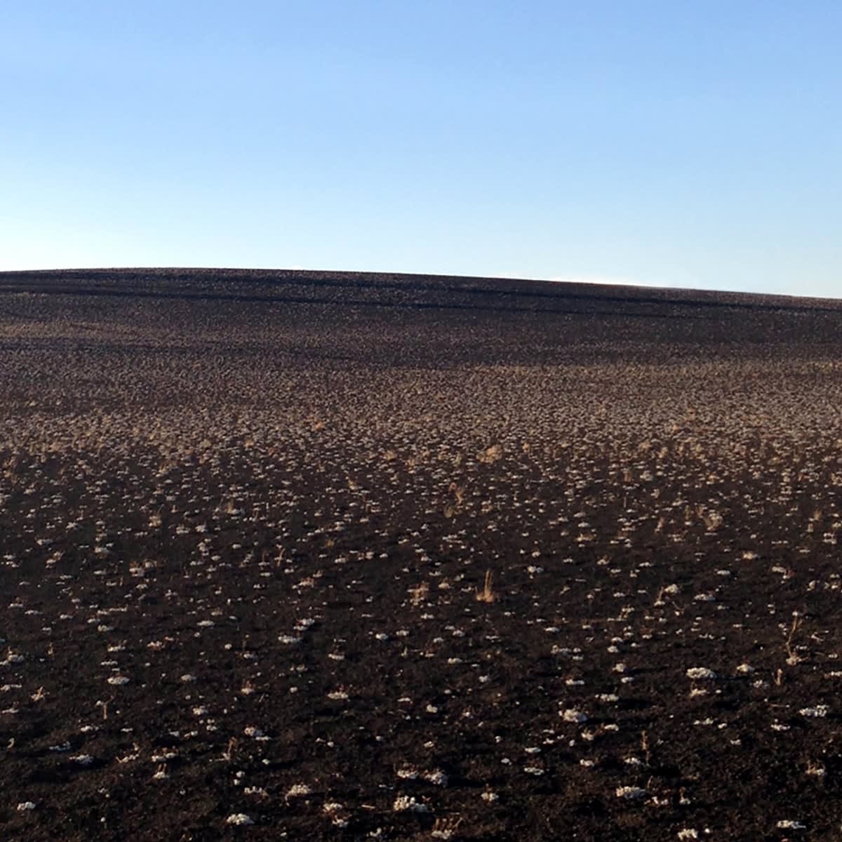 Grace Clark, Sweet Fields XI, 2020