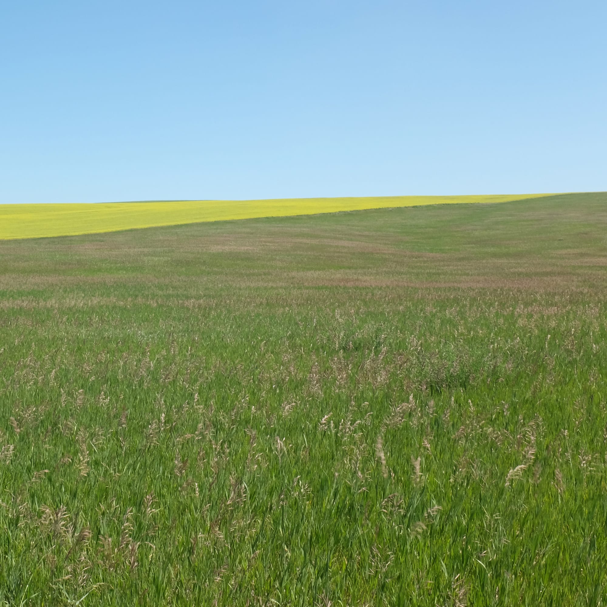 Grace Clark, Sweet Fields V, 2020