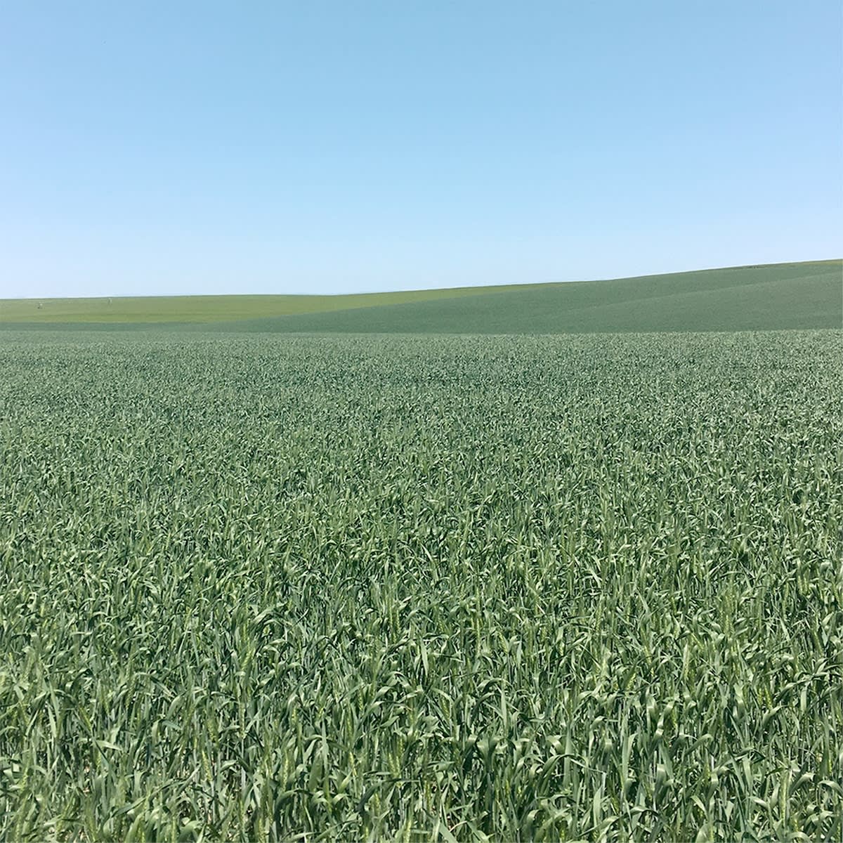 Grace Clark, Sweet Fields IV, 2020