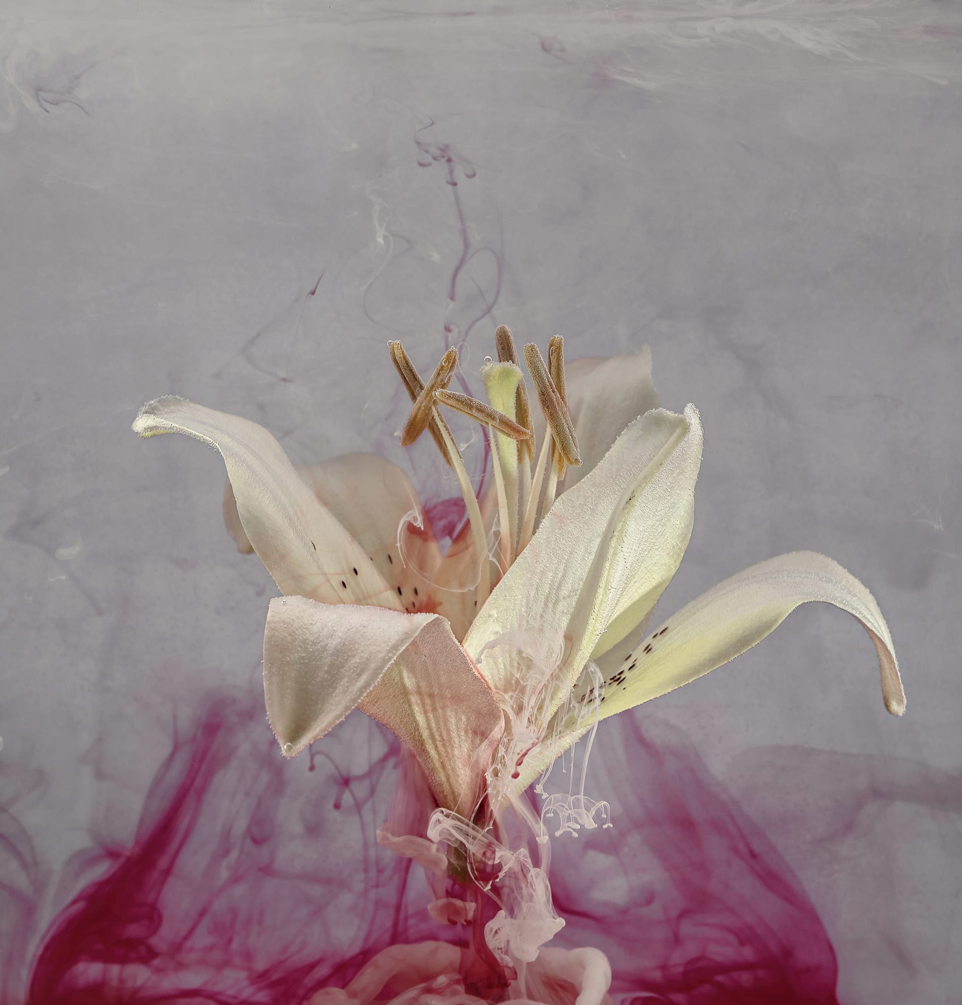 OLGA VOLIANSKA, Water's Flowers #1