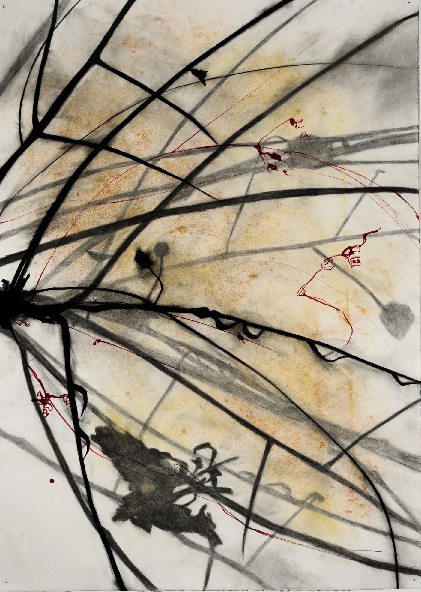 Susan Davidoff, Palo Verde Azul 1