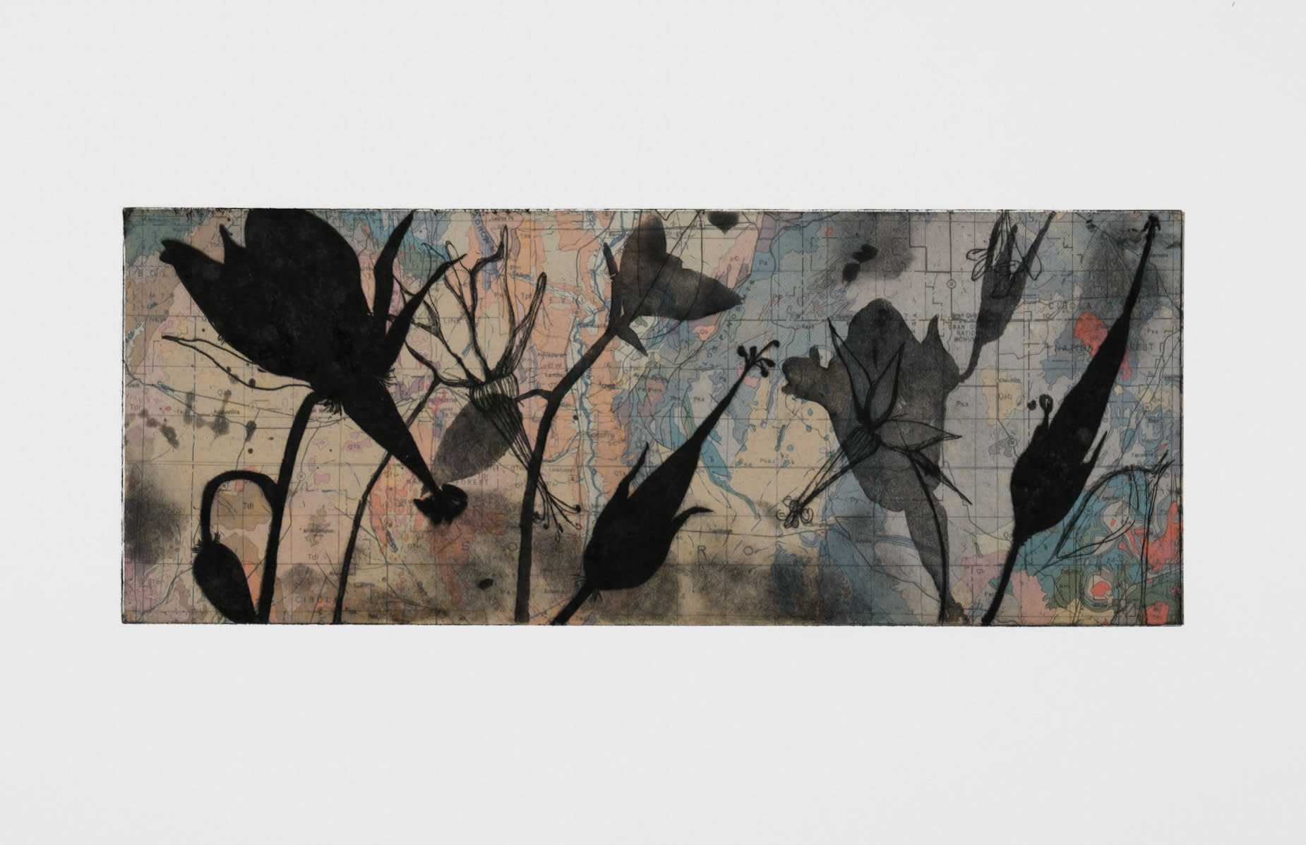 Susan Davidoff, New Mexico Geology / Shooting Star Geranium, 2018