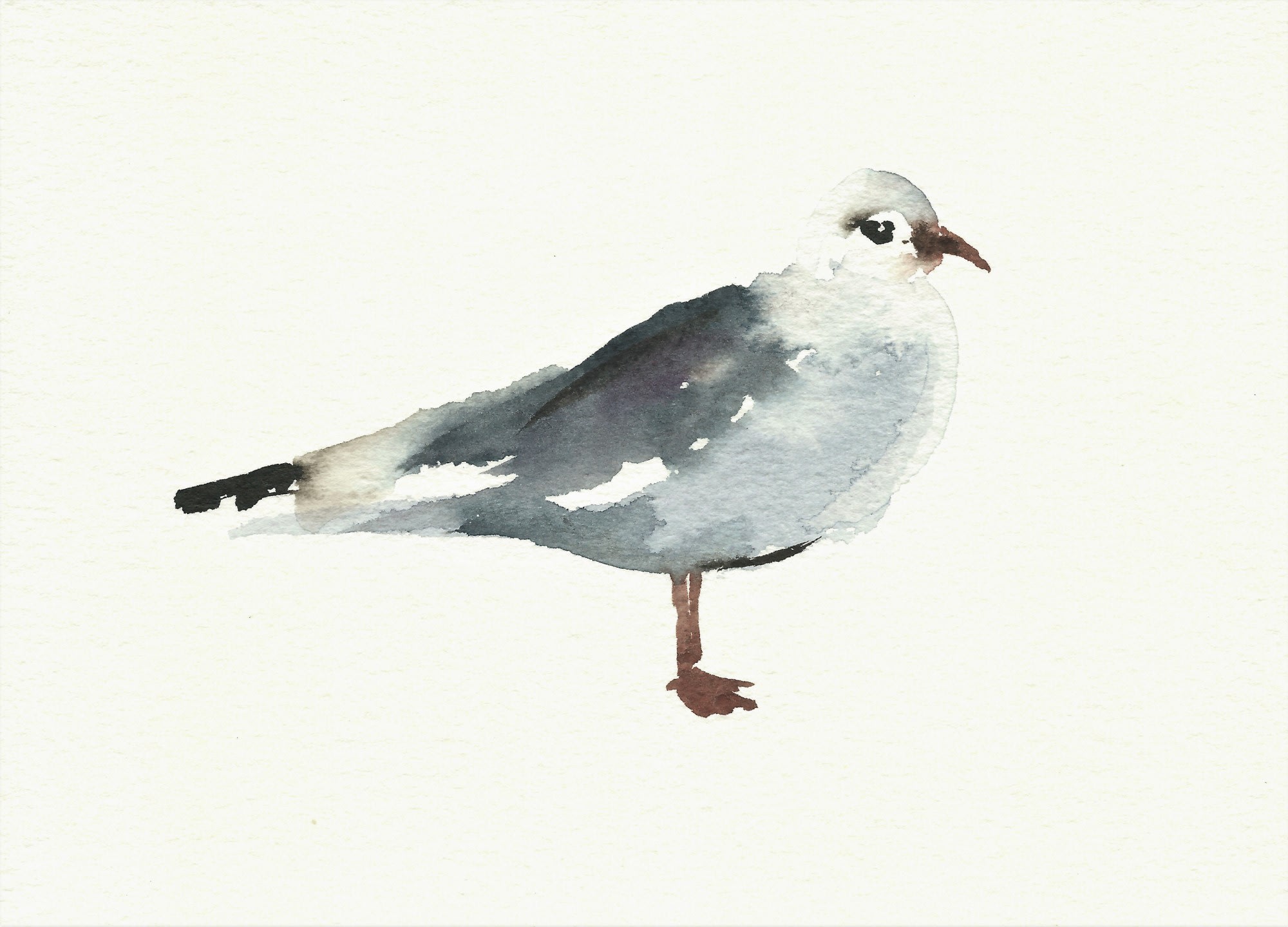 Liam Spencer, Black Headed Gull