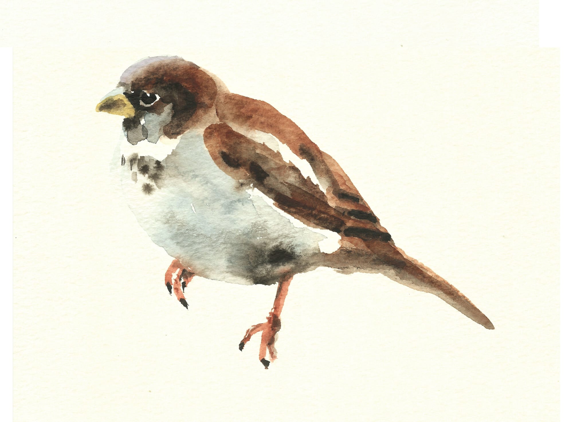 Liam Spencer, Sparrow