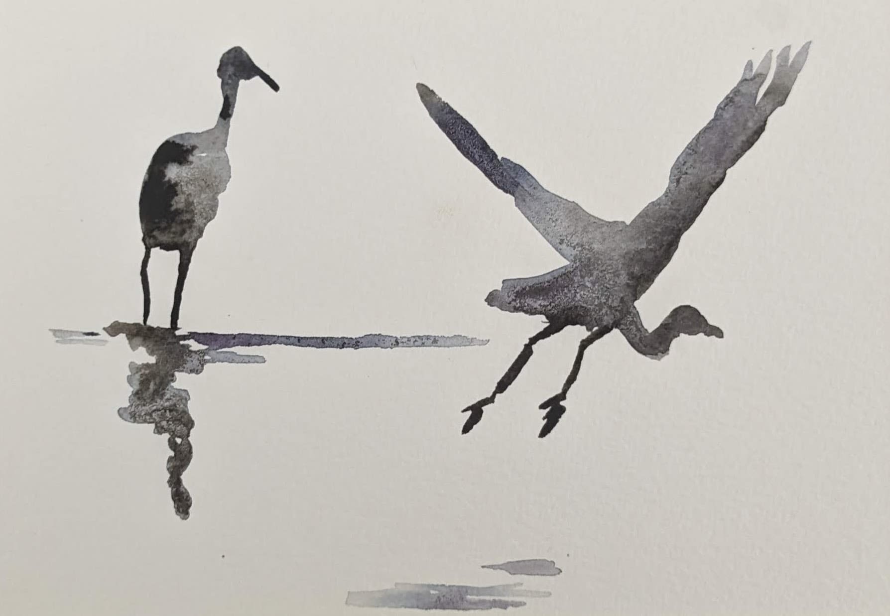 Liam Spencer, Great White Egret, 2021