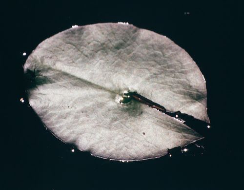 Frank Mädler, Ein Teller, 2015