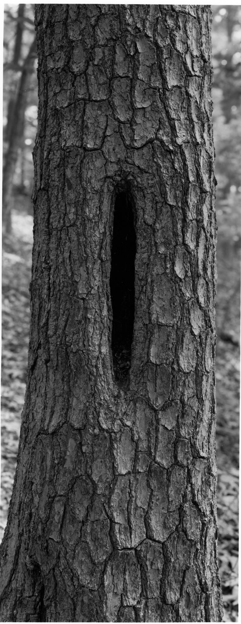 Thaddeus Holownia, 24 Tree Studies for Henry David Thoreau, Tree XVII, 2001-2003