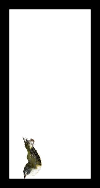 Thaddeus Holownia, Blueheaded Vireo, Icarus, The Falling of Birds, 2017