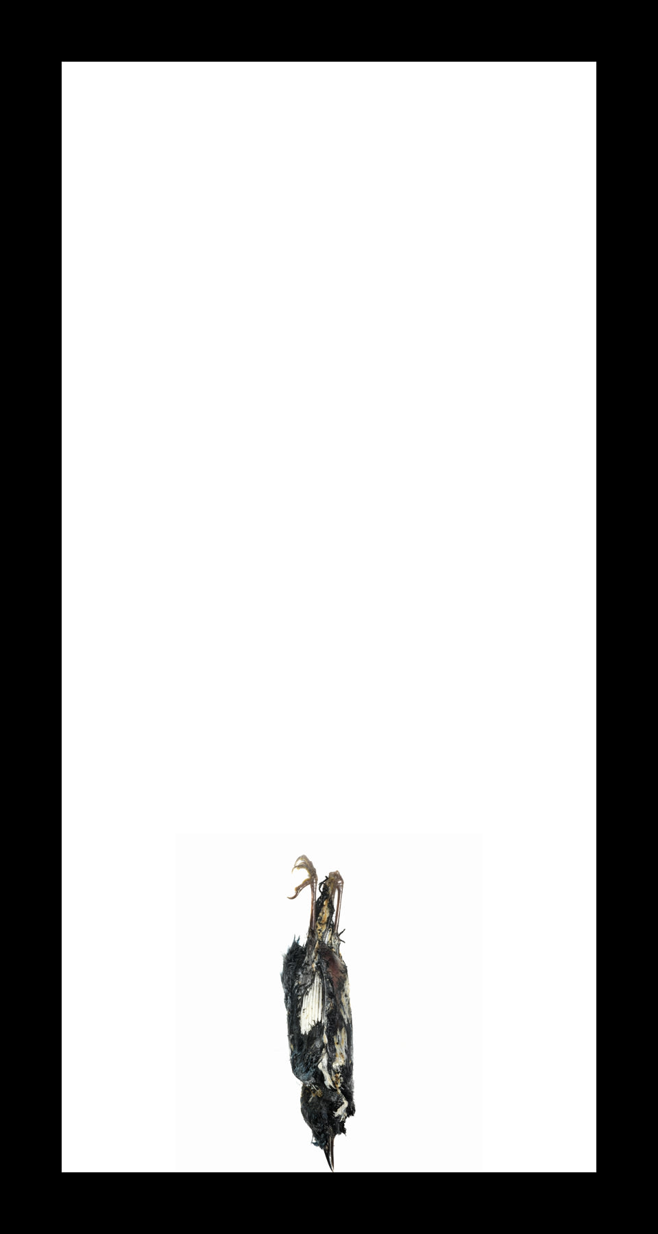 Thaddeus Holownia, Black-Throated Blue Warbler, Icarus The Falling of Birds, 2017