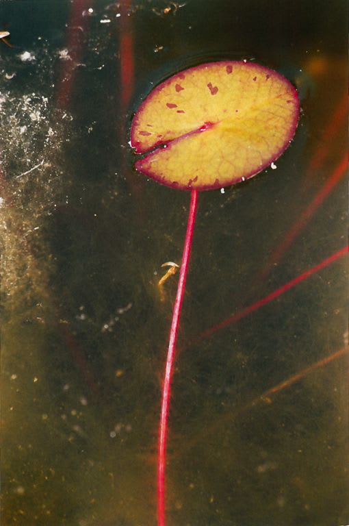 Frank Mädler, Seerose vertikal, 2013